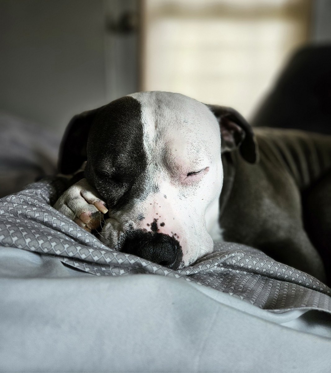 Thor the All American Bully tweet media