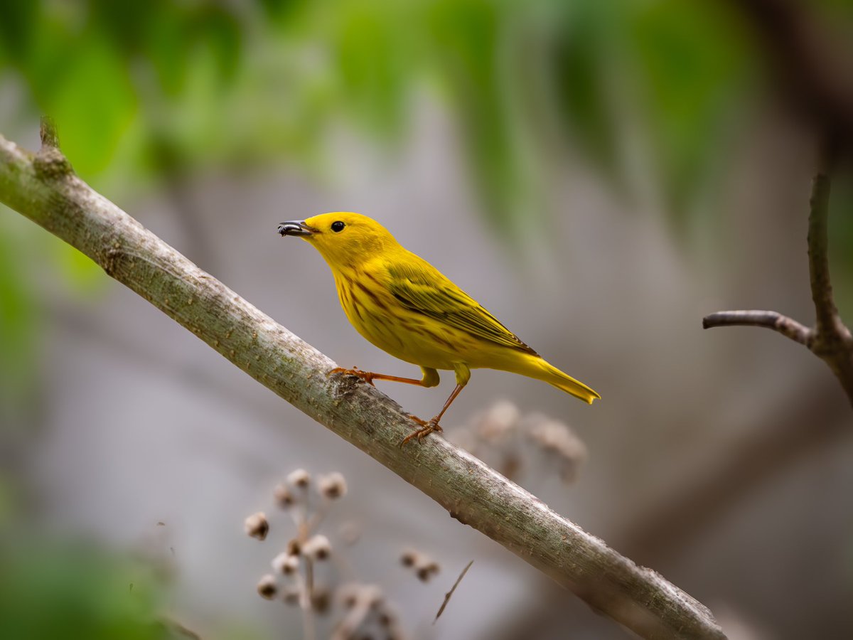 Tennessee Bird Guy tweet media