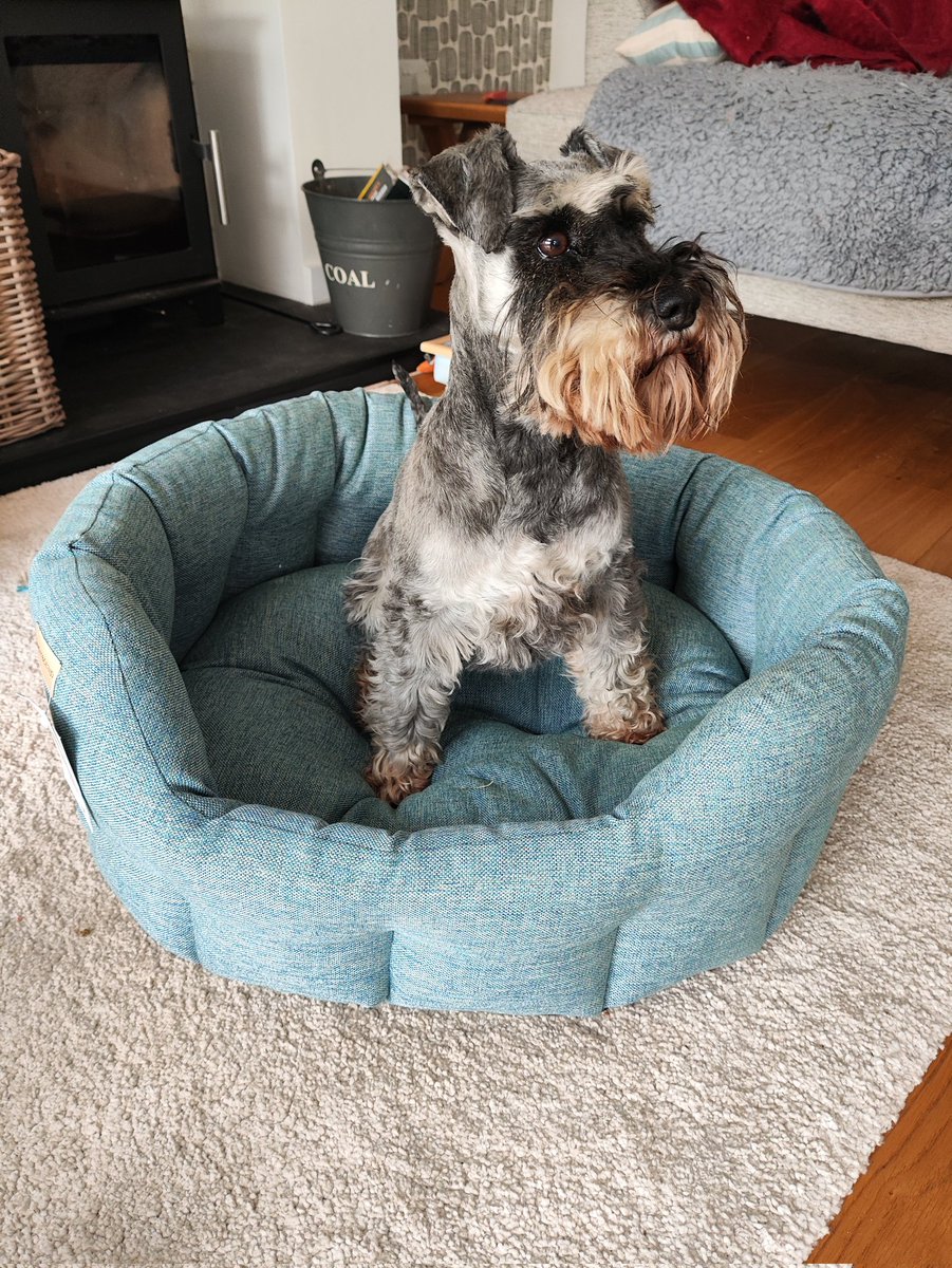 RachB_'s tweet photo. @bemorebob2 thanks Bob for the comfy new bed.  It's perfect! https://t.co/PiK0VZaQsC