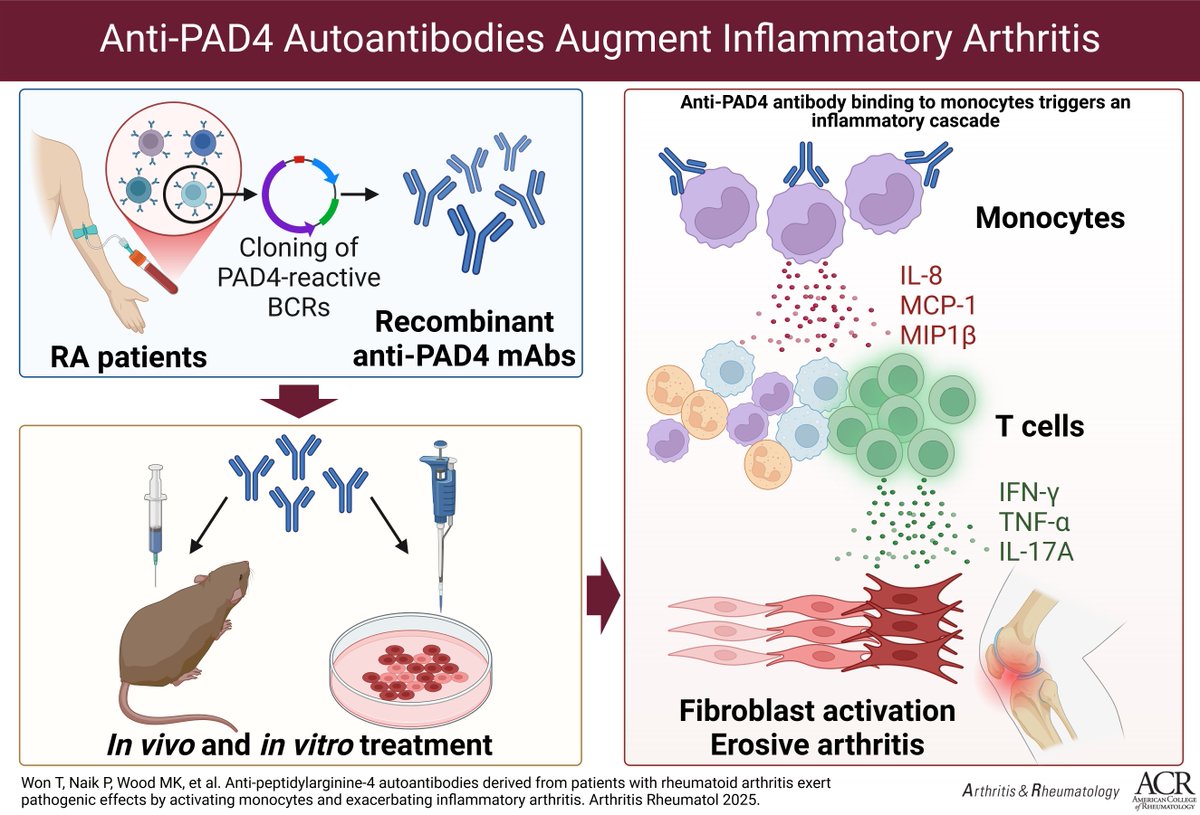 Mouse model and in vitro study investigated the pathogenic role of anti-PAD4 autoantibodies in RA, suggesting a model where anti-PAD4 antibodies primarily target monocytes triggering an inflammatory cascade

A&amp;R
doi.org/10.1002/art.43…