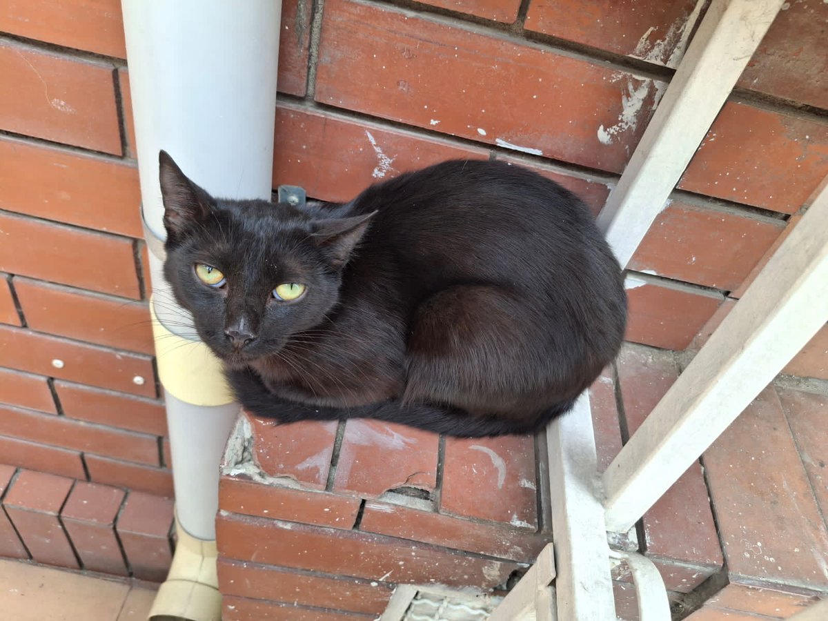 🆘️🆘️ #Bogotá, #Blacky está en condición de calle, abandonada tiene aprox 8 meses, es muy noble, corre peligro, se busca un hogar definitivo donde la quieran mucho, inf 3138884704 Andrea, difundamos <a href="/MONYRODRIGUEZOF/">MÓNICA RODRÍGUEZ 🐤</a> <a href="/andreanimalidad/">Andrea Padilla |Senado Alianza Verde🌻#️⃣1️⃣4️⃣</a> <a href="/afvalencia/">Andres Valencia</a> @DagoGomez2