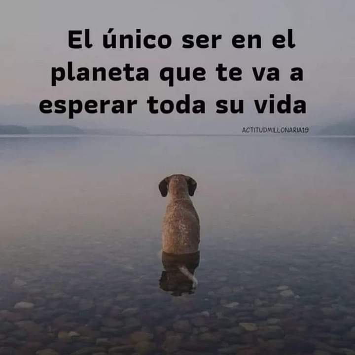 #DíaMundialDelAnimalAbandonado
#NoAlMaltratoAnimal #AdoptaNoCompres