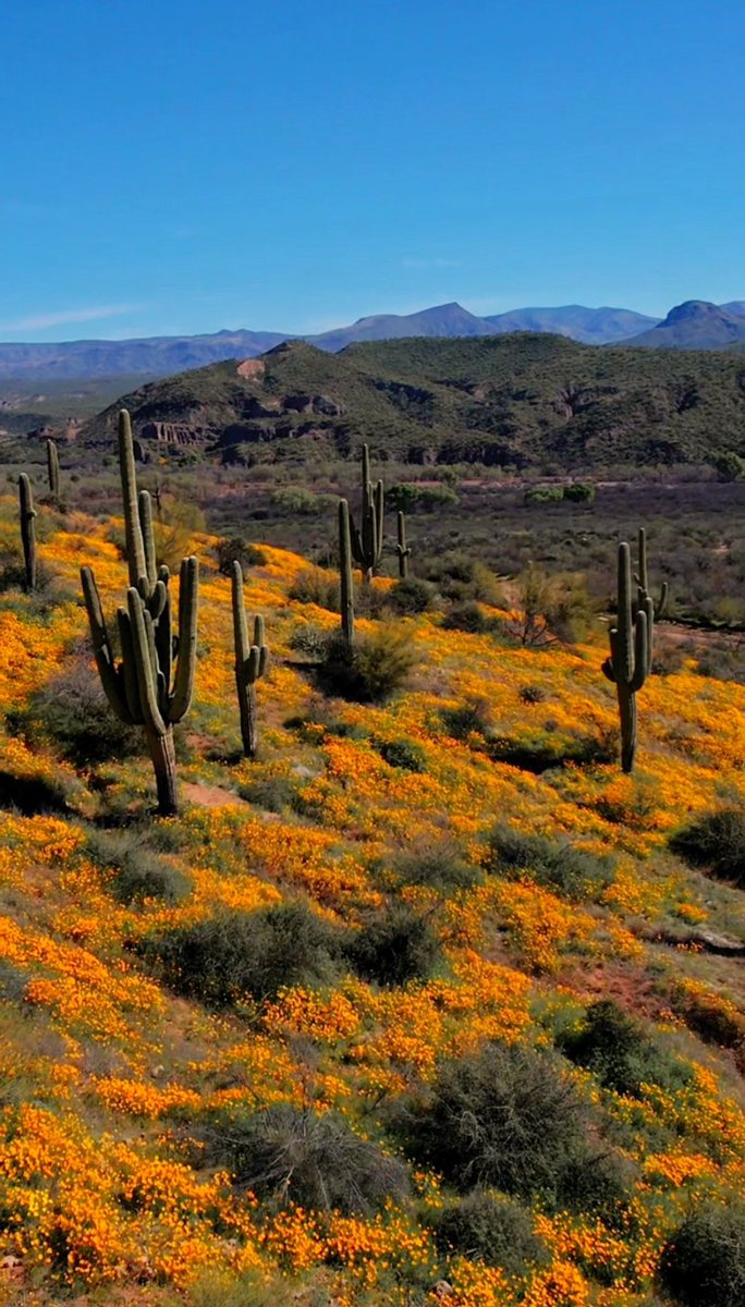 the_az_explorer's tweet photo. Poppies in AZ 🌵🌼 https://t.co/Y35Tkzuu7g