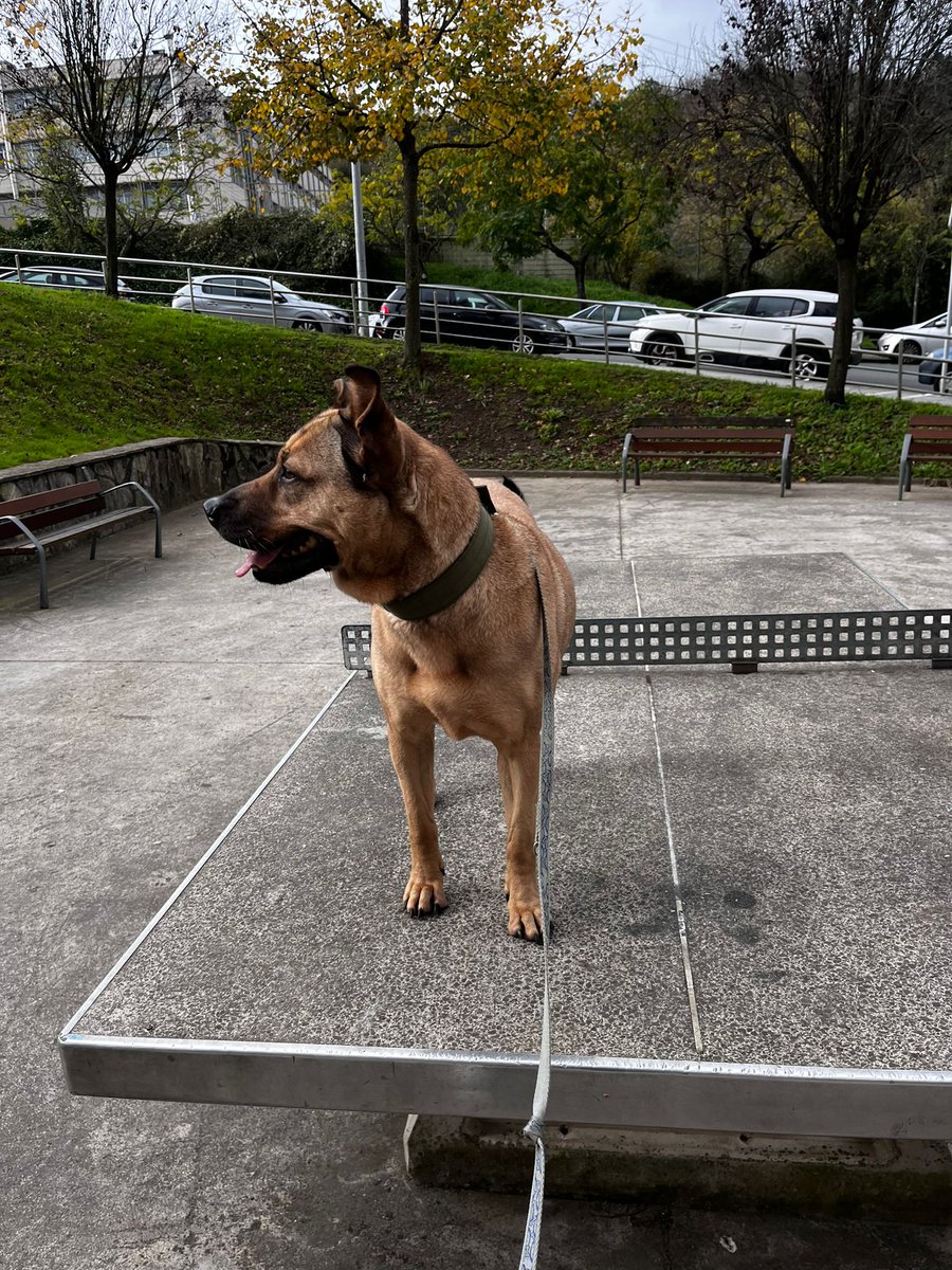 nereacv2's tweet photo. ✨ ¡Keña busca un hogar! 🏡🐶
Keña es una perrita mestiza de 6 años, de tamaño mediano, cariñosa y tranquila. Está desparasitada y no necesita licencia PPP. No es compatible con gatos, pero con humanos es un amor ❤️

📍 Si puedes adoptarla o difundir, gracias! https://t.co/IyMI8kcrD9