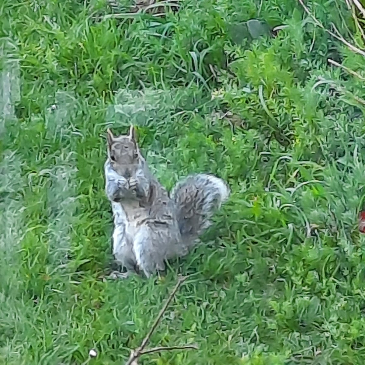 hflurge's tweet photo. And this cheeky thing is trying to steal all the bird food! @ChrisGPackham @georgecmcgavin https://t.co/QOgqoirIGN