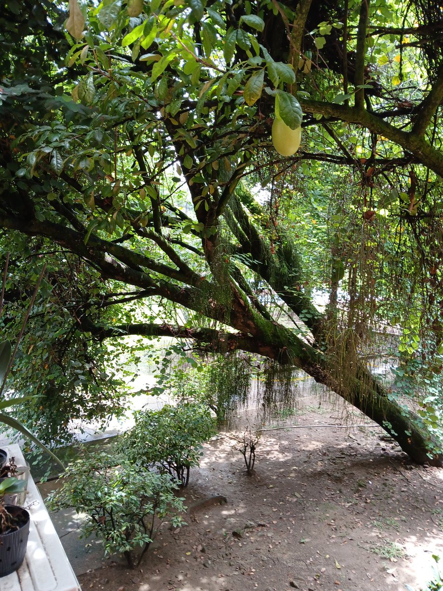 Pipecon27's tweet photo. Srs @DagmaOficial por favor solicitamos su intervención urgente con un árbol en la Unidad Residencial Santiago de Cali que está a punto de caer. La Amdon de la Unidad se ha comunicado con uds. Intervención urgente por favor. @AlcaldiaDeCali 
Gracias!! https://t.co/PDRhM8KumX