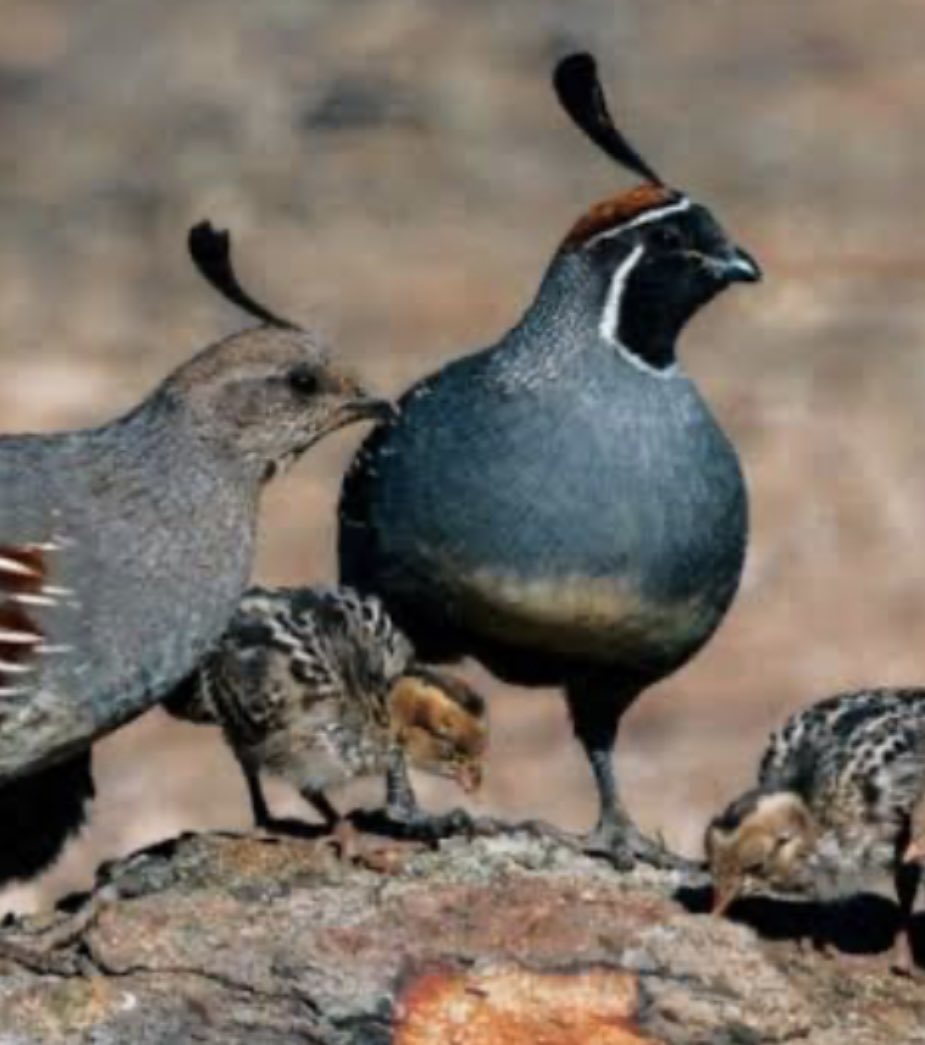 DBAamI's tweet photo. @MDWidlake Quail https://t.co/DV6suMxqX1