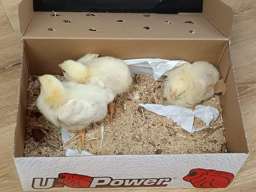 Seguimos aprendiendo muchas cosas sobre los animales de la granja. Esta semana, gracias a la familia de Gael y Mateo, hemos aprendido muchas curiosidades sobre los cerdos y pollitos. ¡Muchas gracias, familias!