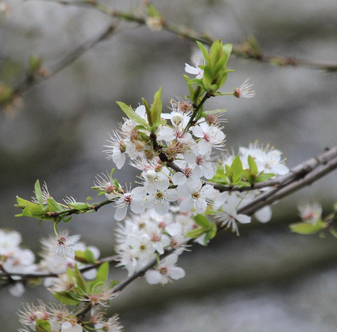 GarthorneroadNR's tweet image. Friends of Garthorne Road Nature Reserve April Conservation workdays - As spring as sprung and blackthorn and hawthorn flowers. We will be doing some dead hedging and also butterfly montioring on Saturday 5th April 11am-3pm  Conservation Workday booking garthorneroadnaturereserve.com/2020/06/19/reo…