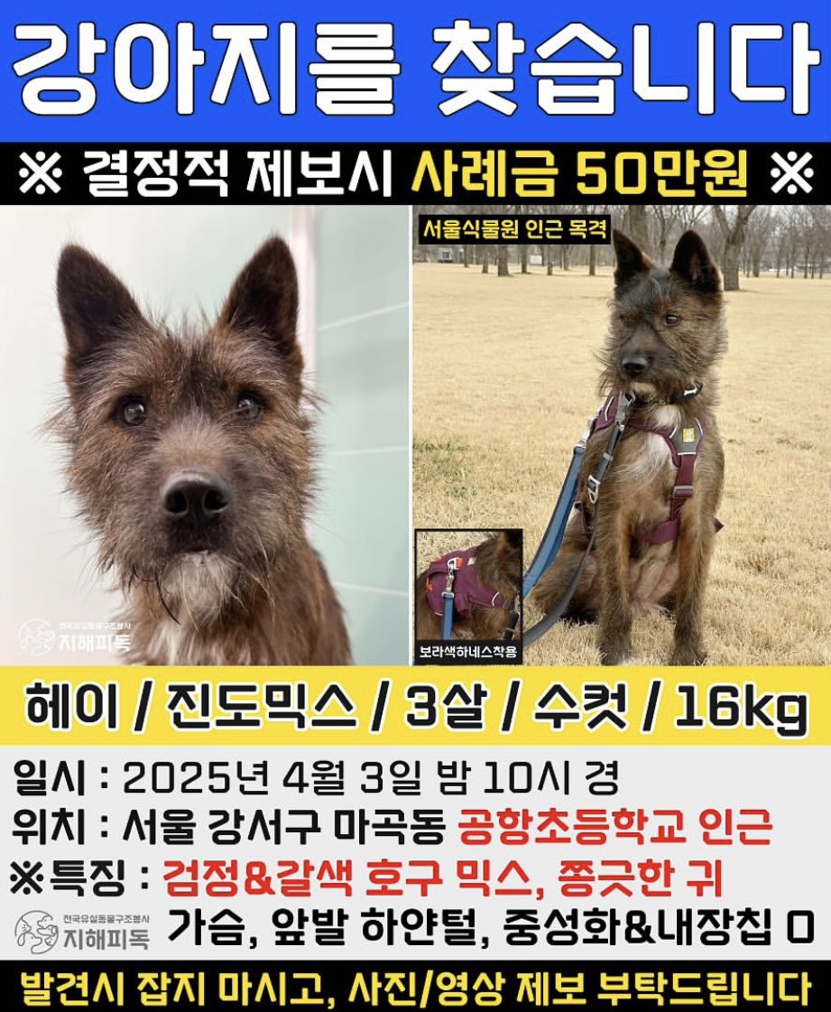 🆘 서울 강서구 | 강아지 헤이를 찾습니다 🆘

📅 유실일자 : 2025년 4월 3일
📍 유실위치 : 서울 강서구 마곡동 공항초등학교 인근
📸 목격위치 : 서울식물원/서남물 재생센터

마곡 코엑스, 마곡나루, 마곡 일대 주민분들 도와주세요.
서울 식물원이 너무도 넓어 도움이 필요합니다.

비슷한 강아지