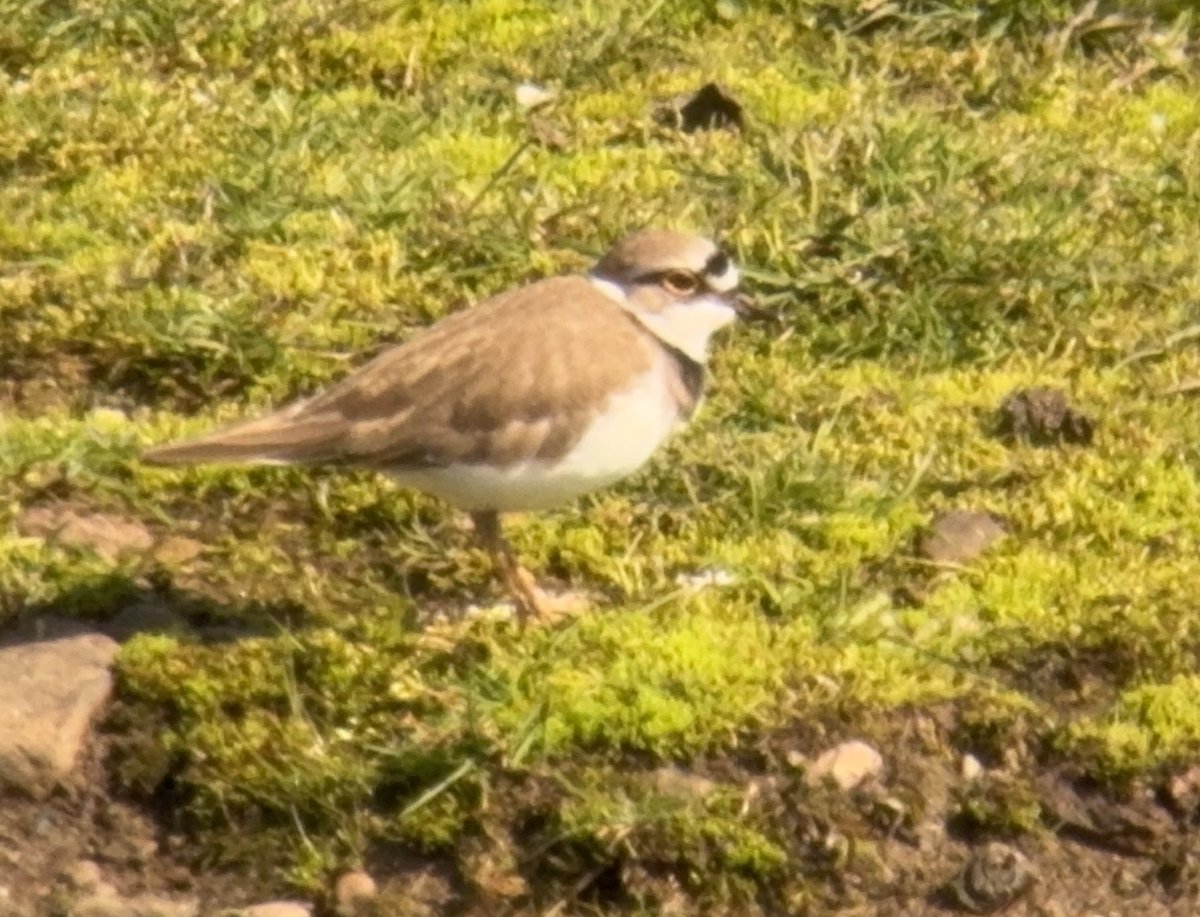 Rick Bolton (@sandgrouse01) on Twitter photo Little ringed plover on the scrape <a href="/RSPBLochwinnoch/">RSPB Lochwinnoch</a> was the highlight of a couple of hours birding my patch <a href="/Clydebirding/">Clyde Birding</a> Little ringed plover on the scrape <a href="/RSPBLochwinnoch/">RSPB Lochwinnoch</a> was the highlight of a couple of hours birding my patch <a href="/Clydebirding/">Clyde Birding</a>