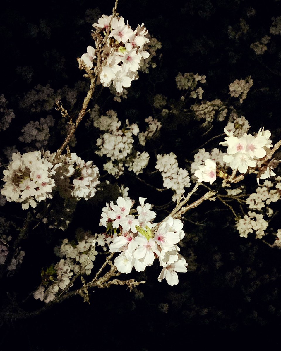 bucchin1972's tweet photo. 昨夜のわんこ🐶散歩にて。
堀沿いの桜🌸は、ぽってり、ちょっとピンクみ多めで、毎年見事な花を咲かせてくれる。
冬は温かだったのに、4月なのにコート着なきゃ位の寒さだったり。水仙咲いてるのに桜も咲いてたり。
何か変な季節。でもまぁいいか。
今年は、桜が長く楽しめるから🌸
 #夜桜   #散歩 https://t.co/Xkh5LfYobi