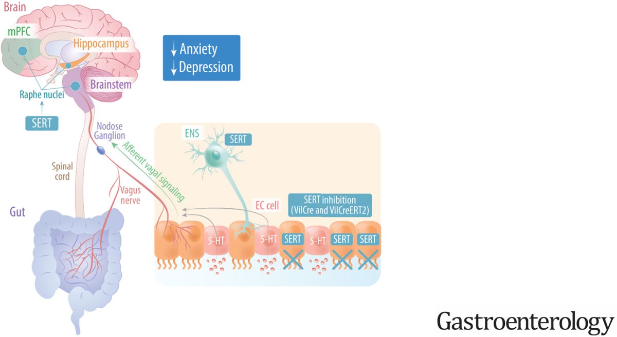Gastroenterology (@aga_gastro) on Twitter photo Increased serotonin in the gut epithelium is anxiolytic and anti-depressive which is mediated through vagal signaling.
🔗 ow.ly/a8Iv50VrGUY
🖋️ <a href="/LinYungHung1/">Lin Yung Hung</a> <a href="/karagm2009/">kara gross margolis</a> <a href="/ndinisalves/">Nuno Dinis Alves</a> Increased serotonin in the gut epithelium is anxiolytic and anti-depressive which is mediated through vagal signaling.
🔗 ow.ly/a8Iv50VrGUY
🖋️ <a href="/LinYungHung1/">Lin Yung Hung</a> <a href="/karagm2009/">kara gross margolis</a> <a href="/ndinisalves/">Nuno Dinis Alves</a>