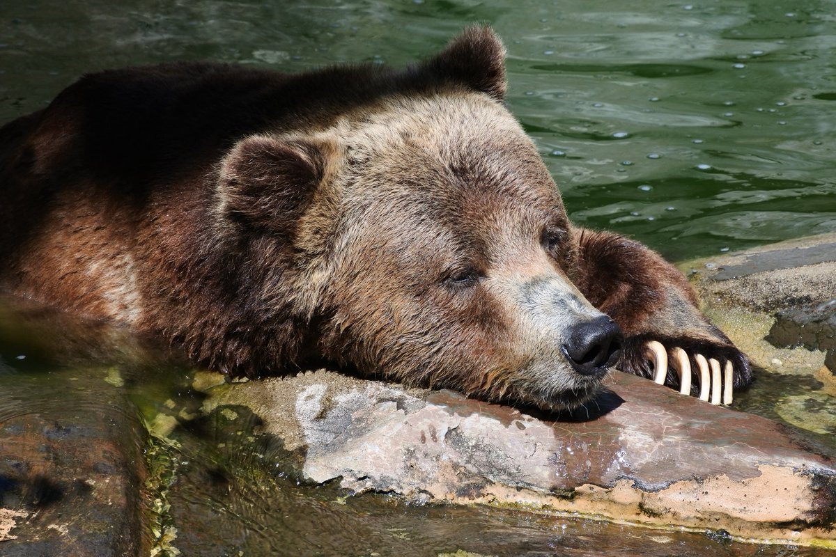 I like to see bears only inside my photo portfolio, not inside my investment portfolio. 
The phrase “the most powerful man in the world” is apparently correct, with one person’s temper tantrums causing the global economy collapse. $SPX $QQQ