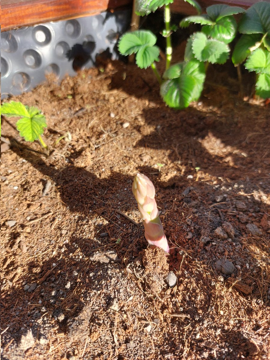 Ich glaube, der Frühling ist doch da 🙂