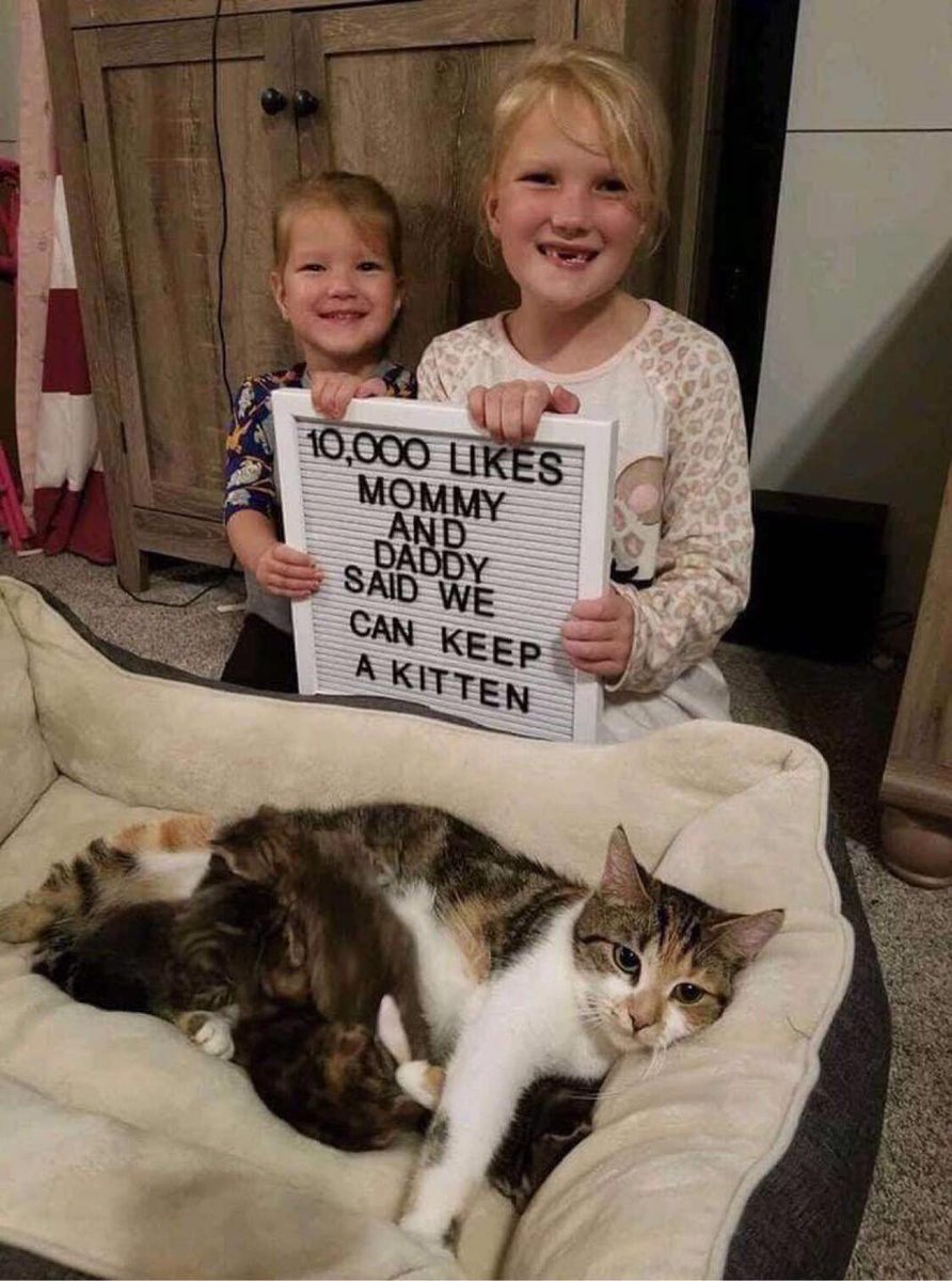Help them to keep a kitten!!