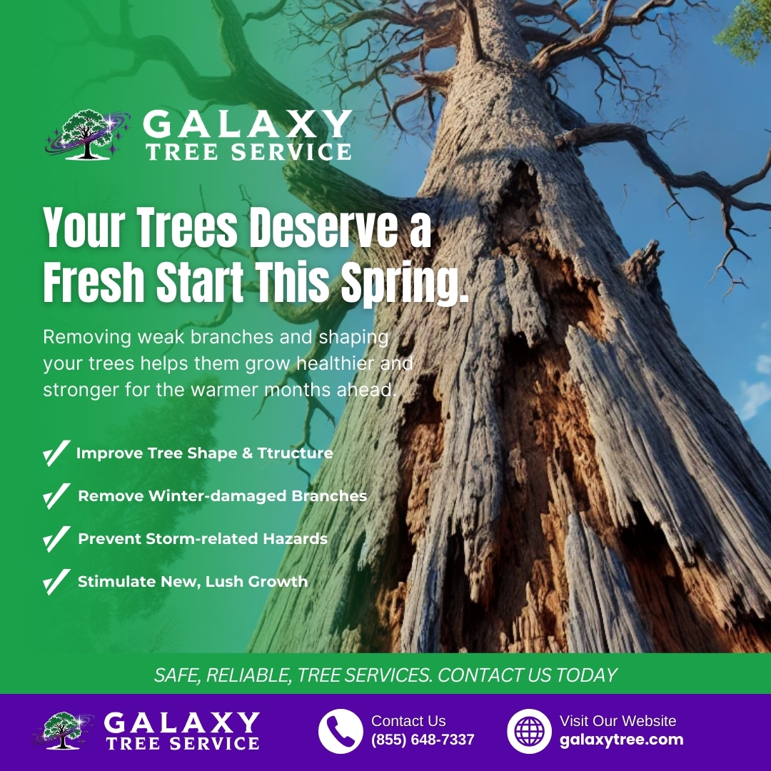 galaxytreemi's tweet image. Your trees deserve a fresh start this spring!
Let’s get your trees ready for spring! Call (855) 648-7337 or visit galaxytree.com to schedule your spring service today.
#SpringTreeCare #TreeTrimming #GalaxyTreeService #HealthyTrees #TreePruning #TroyMI