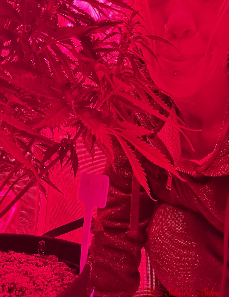 sativasoles1's tweet photo. 😏We countin down to the ‘red room’ beautiful #StonerFam #MarsHydro #CannaLand #Growmies #CannabisCommunity @MarsHydroLight #Mmemberville🤟💚 #GirlGrower #FriskyFriday #MarsHydroFCE4800 #Adlite #RedRoom #GrowYourOwn #ImaMakeYouSmile😏 https://t.co/u7EK6j4K7e