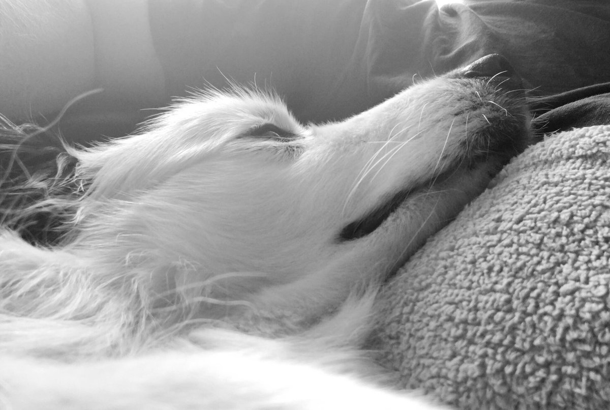 4 years ago today we said goodbye to our special boy. We’ll forever miss him, life’s just not the same without him. 🐶 ❤️ 🌈