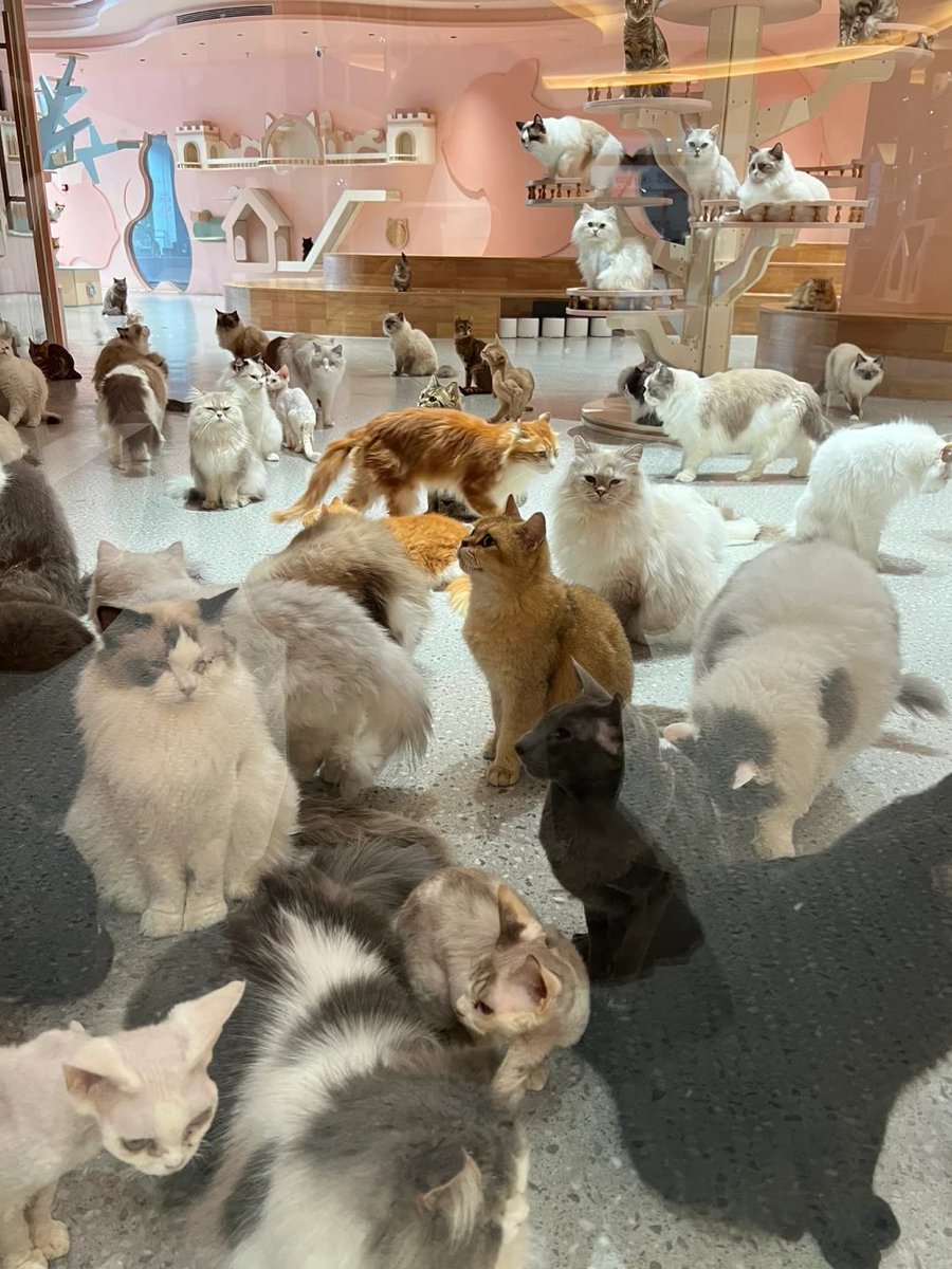htlvtSS's tweet photo. 猫好きの楽園 https://t.co/4JMmxRVGZE