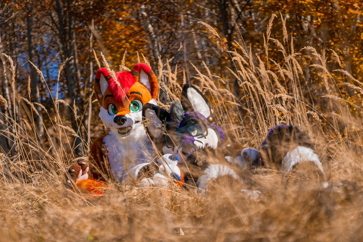Just two foxes in the meadow🦊

🦊<a href="/ThalorinFox/">Thalorin</a> 
📸<a href="/GoodWolfSK/">GoodWolf</a> 

#furry #fursuit #FursuitEveryday  #FursuitFriday