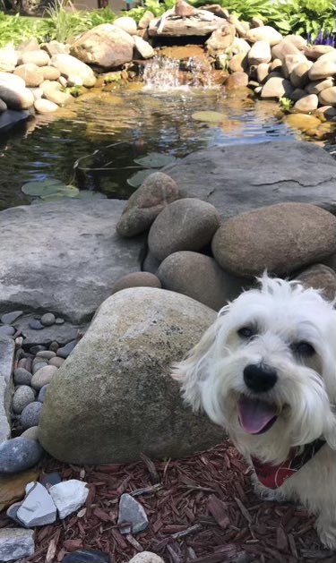 3hivenuc's tweet photo. I am not the type to post I am more of a commenter / reader. Today I have to let the world know that my 15 year old pup Abby has crossed the rainbow bridge. 

She was the goodest bestest girl ever and will be forever missed. https://t.co/f1DUAeiDUa