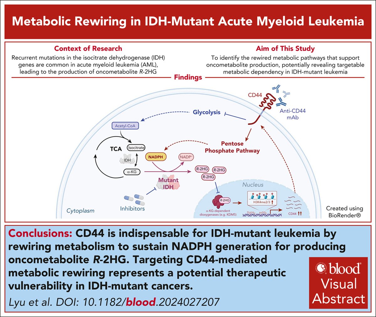CD44 is indispensable for IDH-mutant leukemia by rewiring metabolism to sustain NADPH generation for producing oncometabolite R-2HG. ow.ly/iPtu50VufGH #myeloidneoplasia