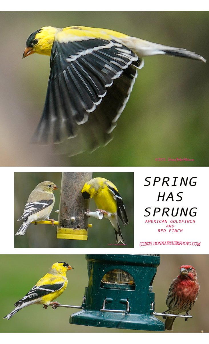 Donna Fisher (@donnafishermc) on Twitter photo Evidence of #Spring. #AmericanGoldfinch and #RedFinch have returned to #LehighValleyPa. #birds #birding #wildlifephotography #wildlife #nature #NaturePhotography #whitehallpa <a href="/CountyofLehigh/">County of Lehigh</a> donnafisherphoto.com Evidence of #Spring. #AmericanGoldfinch and #RedFinch have returned to #LehighValleyPa. #birds #birding #wildlifephotography #wildlife #nature #NaturePhotography #whitehallpa <a href="/CountyofLehigh/">County of Lehigh</a> donnafisherphoto.com