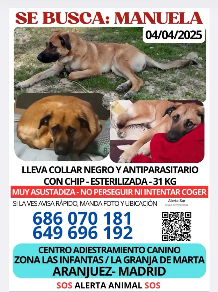 darksider0_o's tweet image. Manuela, perrita de unos amigos, se ha perdido. Tuiter haz tu magia, a ver si damos con ella 🙏🏾