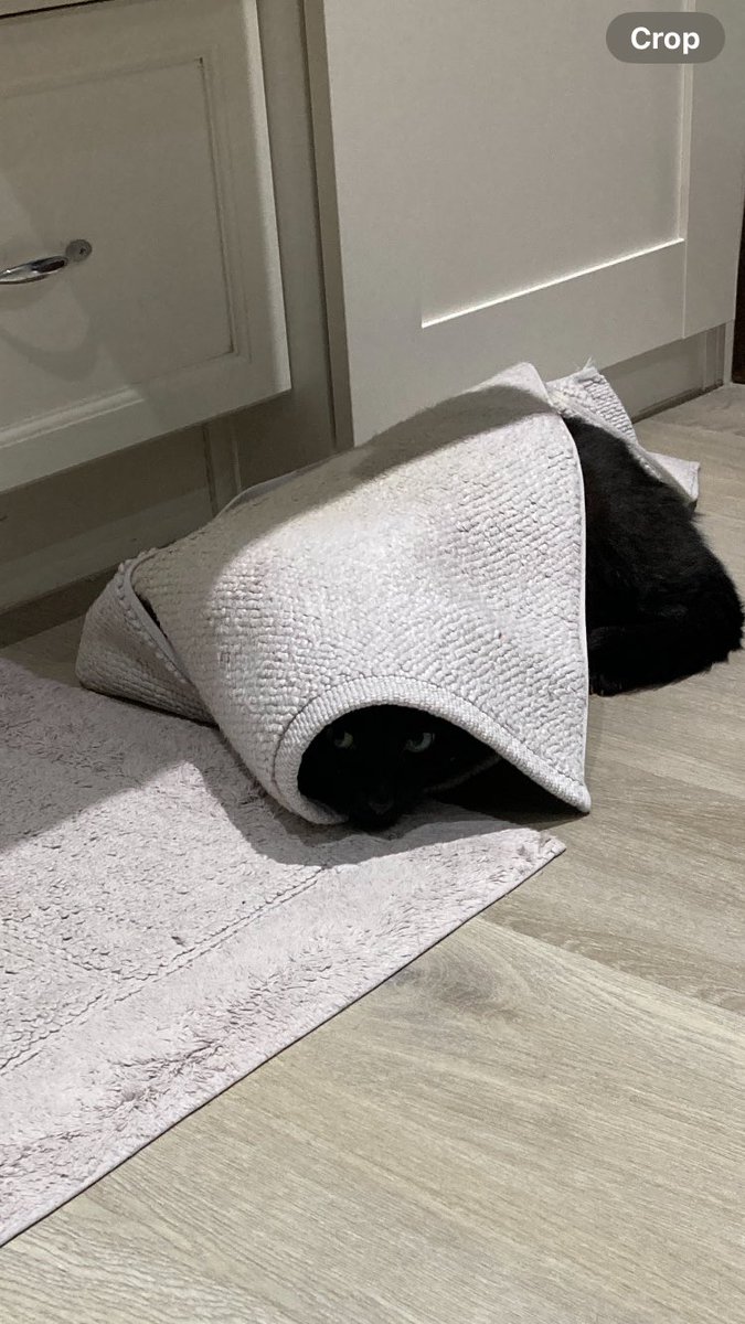 seltzerprincess's tweet photo. can’t believe my parents received the funniest cat in the world via the cat distribution system https://t.co/uIMTcLhxpK
