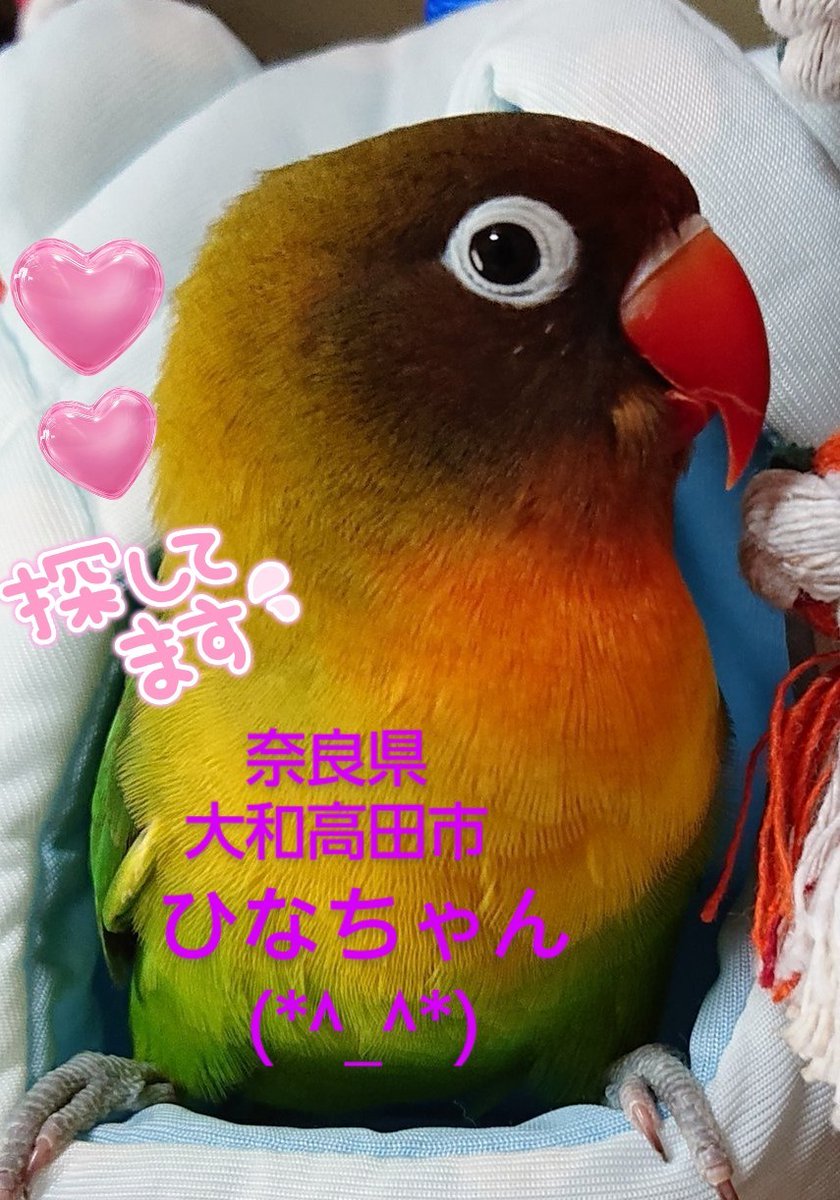 #奈良県  #大和高田市
#ボタンインコ
#ひなちゃん✨
どこかで保護された方はいらっしゃいませんか？
飼い主様可愛いい💞ひなちゃんの帰りを待っています。
大切な家族です(*^_^*)
可愛いい💞ひなちゃんが1日でも早く飼い主様と繋がりますように🍀
皆様のご協力お願いいたします🙏
(=⌒ー⌒=)🍀