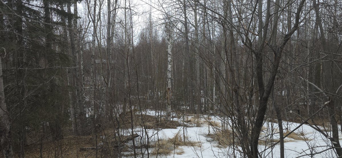 TheGreatLander's tweet photo. This time last year we still had snow in the woods measured in feet. This year it's almost all gone from the woods behind the office. It's been a weird winter here in the Great Land. #Alaska #Alaskaproblems https://t.co/tBA8XRLve2