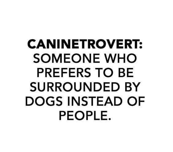 Heckin Good Dogs (@heckingooddogs) on Twitter photo 