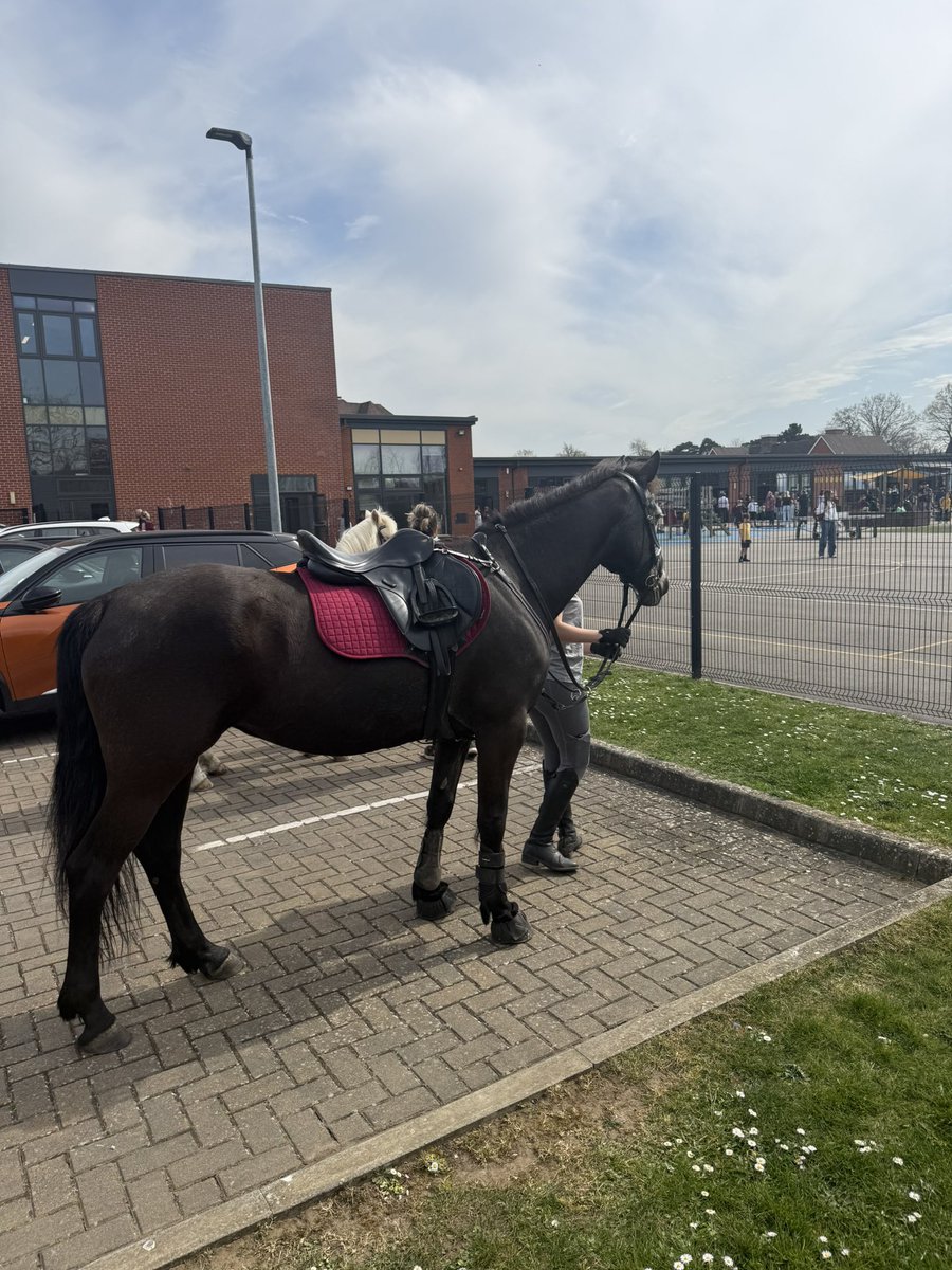 abbi_lamps's tweet image. Took the ponies for a special adventure today - a school pick up - made a little girl at the yard&apos;s dream come true....❤️ one of those special moments that make you remember what&apos;s it&apos;s all about ... my heart is full 🥰 #makingmemories #specialday #happy