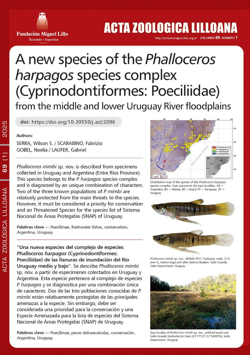 A new species of the Phalloceros harpagos species complex (Cyprinodontiformes: Poeciliidae) from the middle and lower Uruguay River floodplains
Alanis, Scarabino, Gobel, Laufer. 2025. Acta Zoológica Lilloana, 309–326
doi.org/10.30550/j.azl…