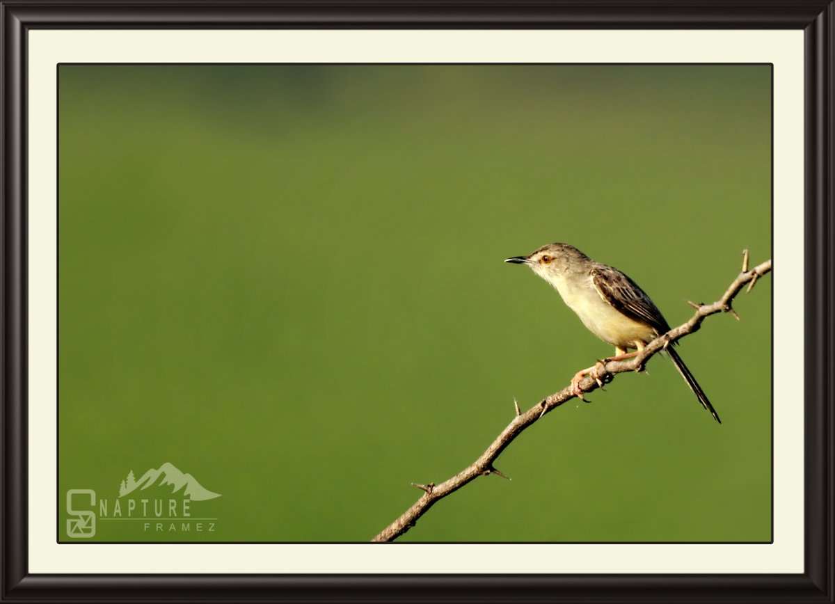 viswaprem_ca's tweet photo. Plain Prinia (Prinia inornata) - Plain Wren-Warbler or White-Browed Wren-Warbler
#prinia #plainprinia #plainwrenwarbler #warbler #whitebrowedwrenwarbler #birdphotography #canon #natgeo #canonindiaphotography #canonphotography #nationalgeography #natgeoindia #capturedoncanon https://t.co/B8OYC0caa6