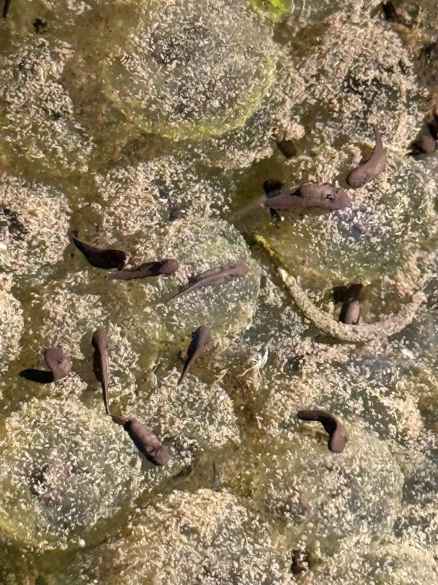Waren heute mal wieder im Wald! 😃und zuhause sind die ersten Kaulquappen im Teich geschlüpft 🥰🥰