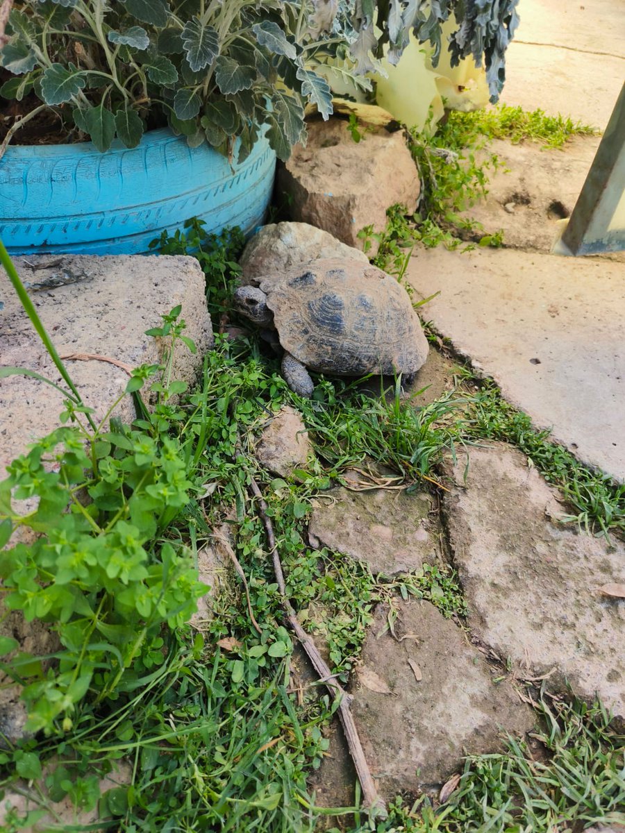 Spring vibes! March highlights from Azadî Community Garden 🌸🌿

🥬 Abundant produce
🔥 Newroz celebrations – traditional clothes, dancing &amp; the Newroz torch
🍞 Khubz (Syrian flatbread) baked &amp; shared with families
🐢 A surprise visitor!

#WithRefugees