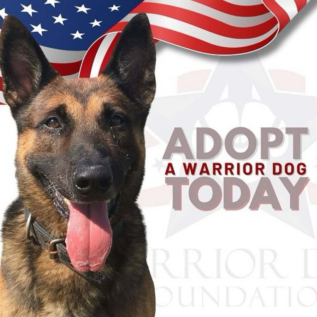 WarriorDogs's tweet image. Open your home 🏠 to a Warrior Dog! We are in need of qualified familieslies to provide a “forever home” to our K9 heroes in need.
🏠 ❤️warriordogfoundation.org/adoption/