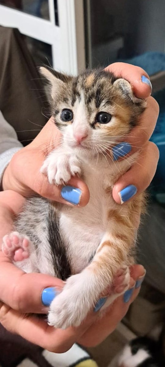 ArcadelTorcal's tweet photo. Gatito macho y hembra, de unos 1,5 meses muy sociables y cariñosos, que están en #Antequera que buscan un hogar y una familia.
Se entregarán con todo el protocolo de adopción, esterilización y seguimiento.
CONTACTO: Arca del Torcal móvil 637 17 60 58 (WhatsApp). https://t.co/vVVhWwU6A1