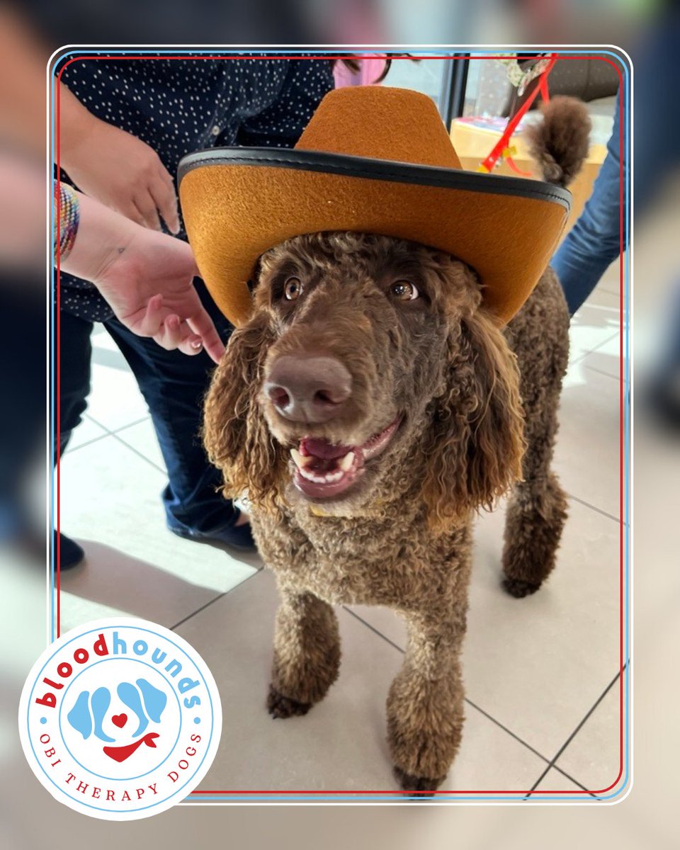OurBloodInst's tweet image. Happy #GoodBoyFriday! Meet Rocky: 
A standard poodle who brings energy and comfort to every visit. He visits our Central OKC Donor Center and university blood drives. 
Welcome to the #BloodHounds, Rocky! 🐶🩸
#OurBloodInstitute#TherapyDogs