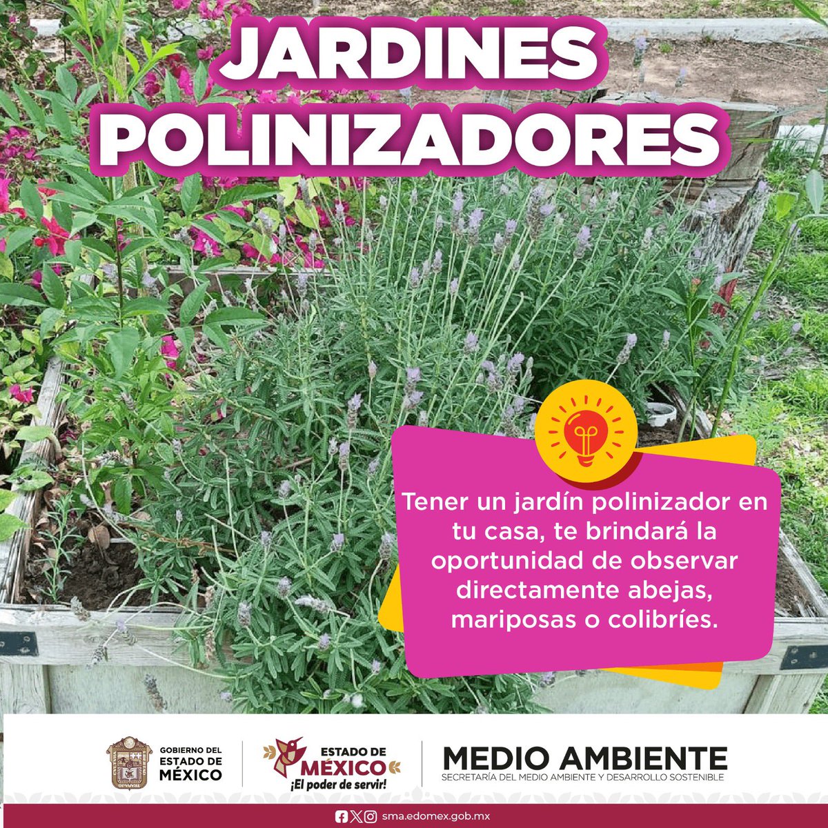 Los animales polinizadores son aquellos que transportan polen entre flores,  lo que permite la reproducción de las plantas. Entre ellos se encuentran  insectos, aves, murciélagos y algunos reptiles y anfibios., image size:1200x1200