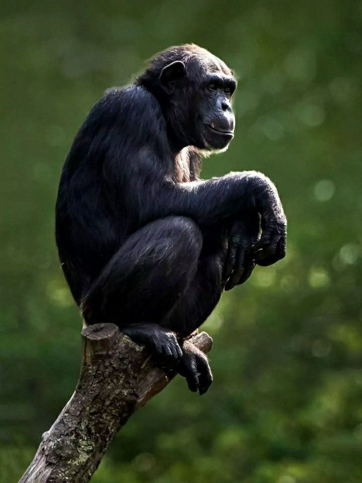 10 B'atz (Mono) es el nahual del 08.04.25 

No es un secreto. 

Nadie dijo que empezar sería fácil, 

pero una vez empiezas debes mantenerte constante.