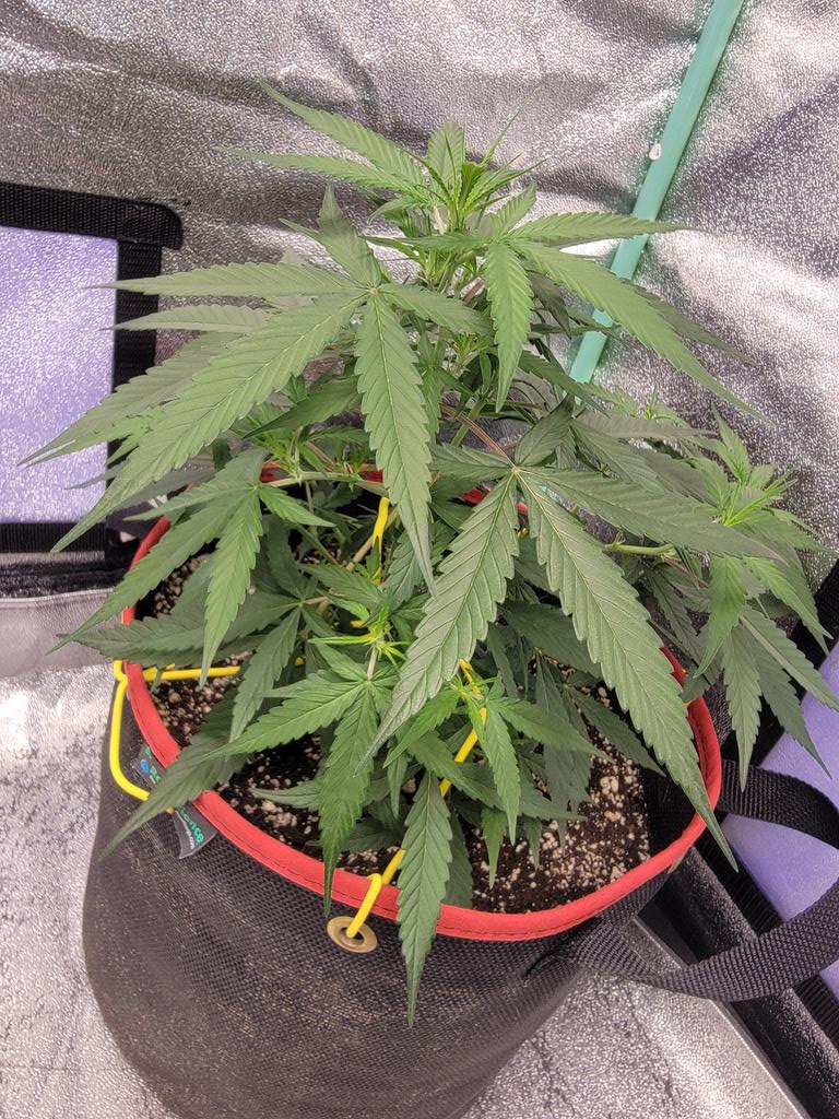 Jelly Doughnuts Autoflower from Humboldt Seed Company
