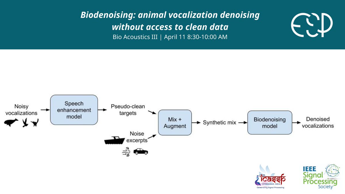 ESP is heading to #ICASSP2025! 

We'll be presenting our recent paper, Biodenoising, at the Bio Acoustic III poster session on 4/11 at 8:30am. 

We're looking forward to sharing our work &amp; connecting with other teams in Hyderabad 🌟

Watch the demo: earthspecies.github.io/biodenoising/