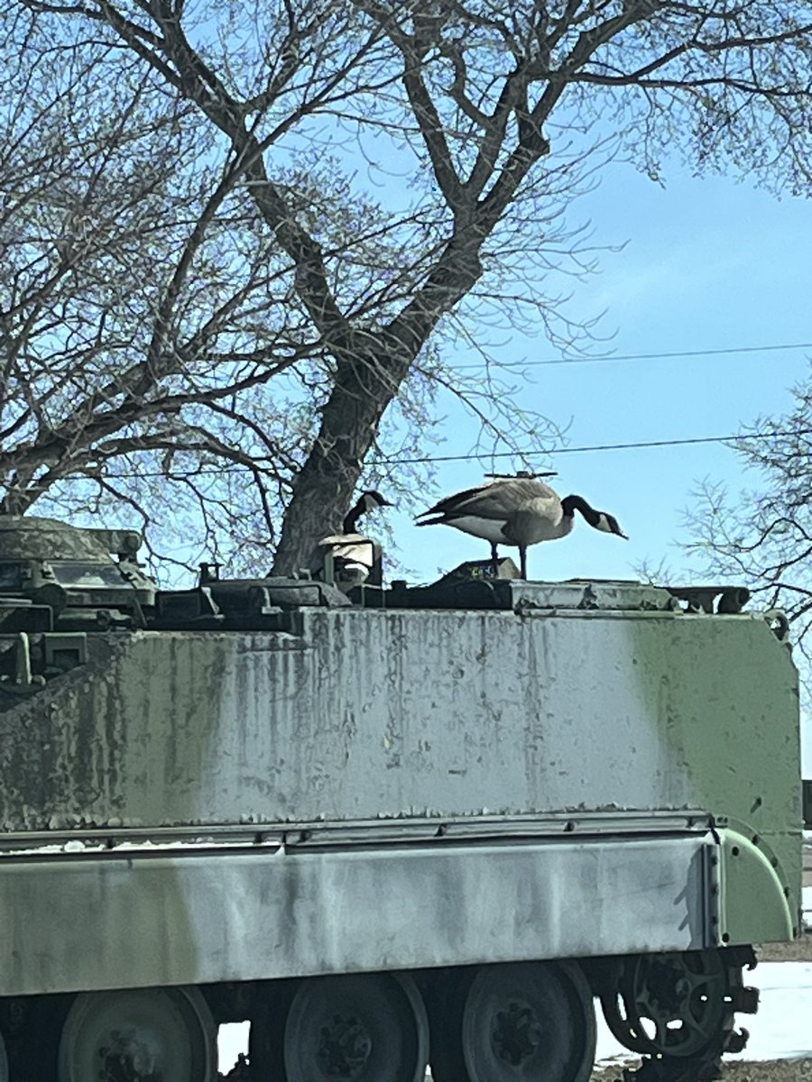 RobRunge1's tweet image. Position chosen- high ground, cam and concealment, plus armour! #canmiltwitter #armygoose #canadagoose