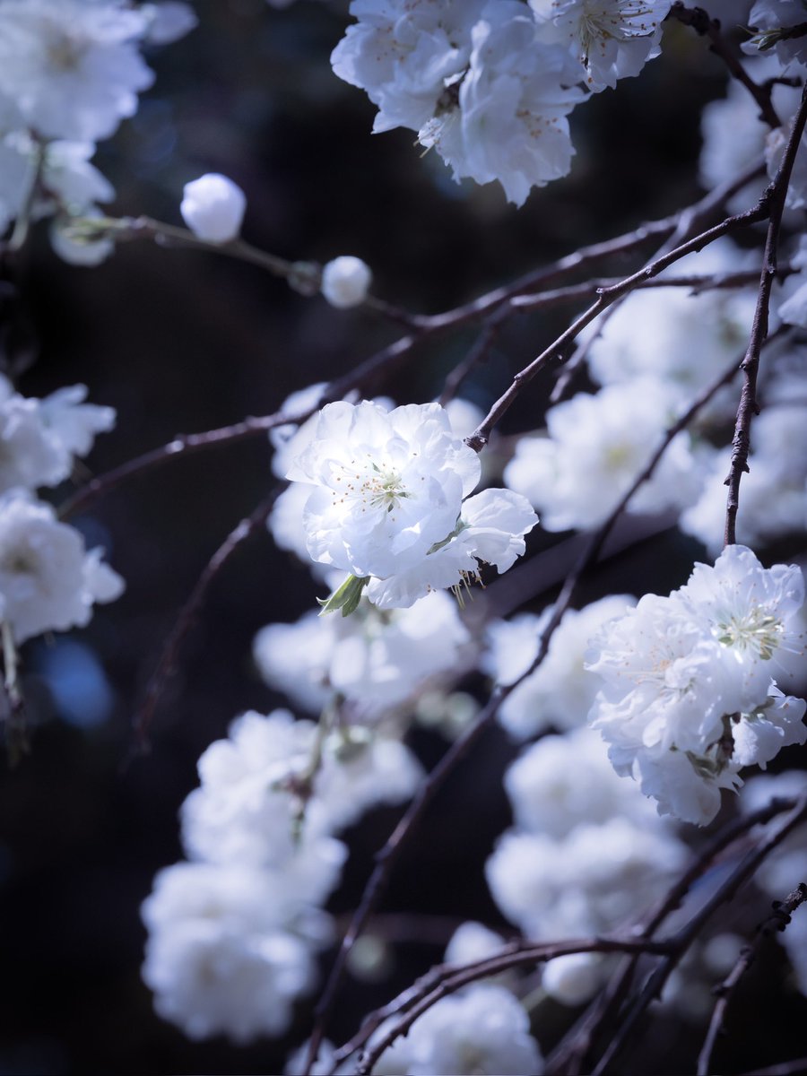 takao_camera's tweet photo. 花桃

ハナモモが咲いていました。中国原産。バラ科。英名 Hana peach。ハナモモは花を鑑賞するために改良された桃です。江戸中期、元禄年間に切花としての需要が高まり様々な品種が作られたそうです。
花言葉は、あなたに夢中。 https://t.co/CRM2kkG6ab