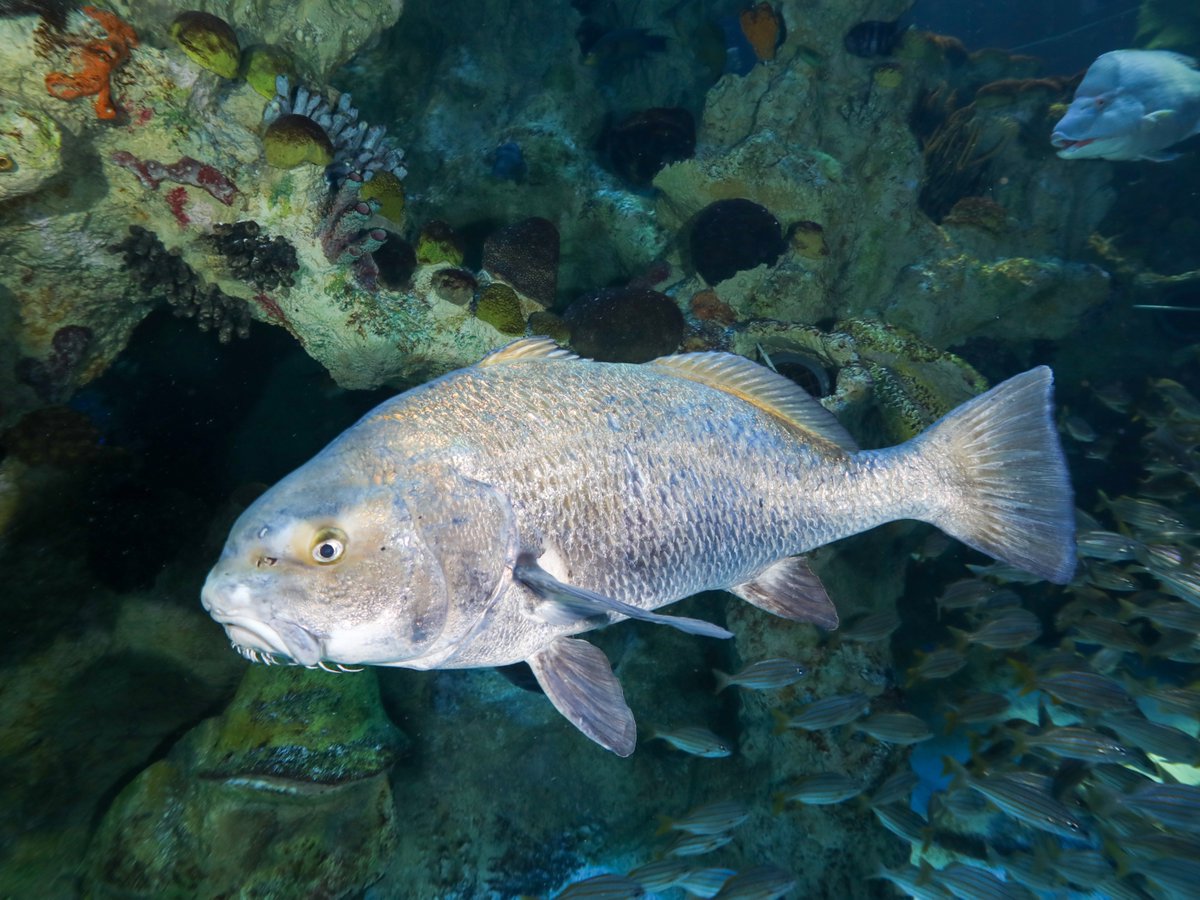 NEAQ's tweet photo. Known for his calm demeanor and distinctive “white beard,” Toronto the black drum is a favorite in the Giant Ocean Tank! 🐟

His beard-like whiskers are actually barbels—sensory organs that help him detect tasty treats. Toronto recently celebrated 19 years in the GOT! 🎉 https://t.co/8xKKfBrTGJ