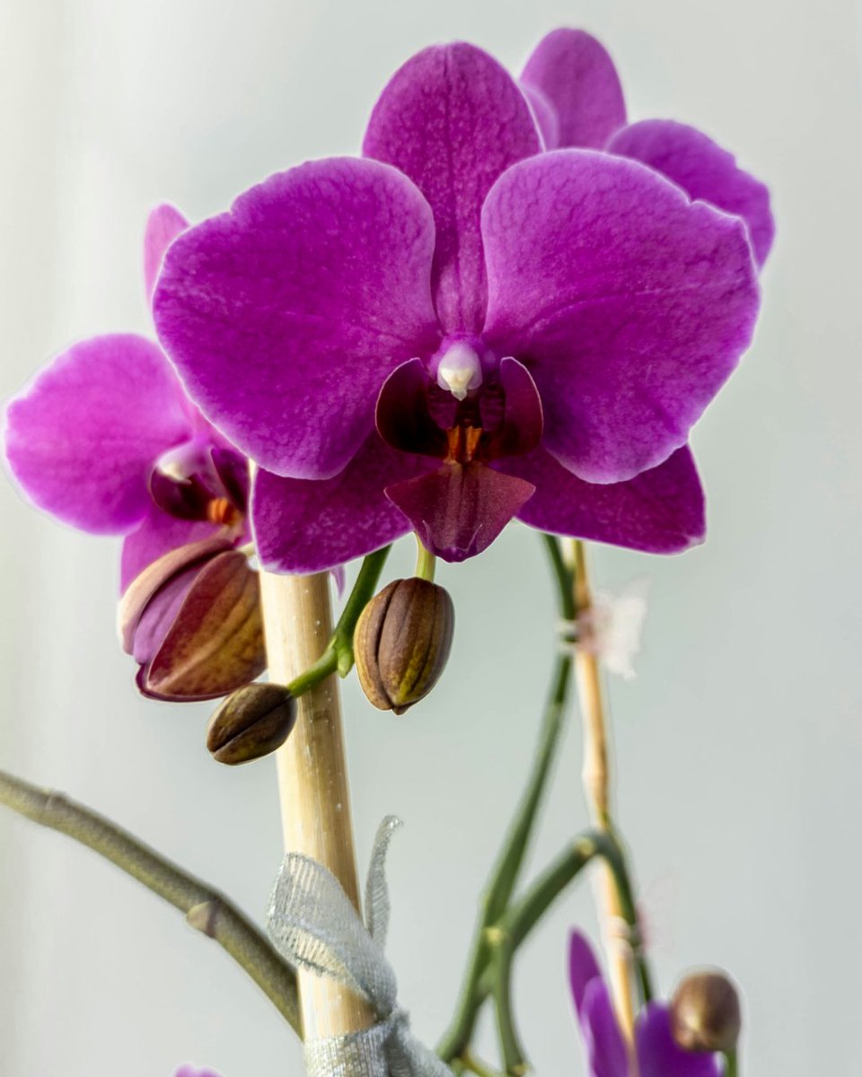 proflowers tweet media