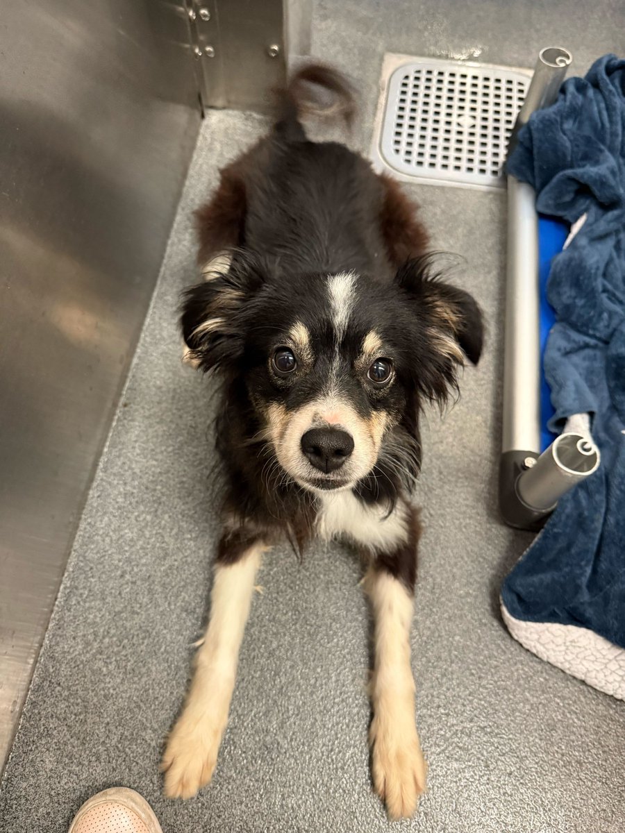 dog_rates's tweet photo. You all funded Fiyero's care in just under 2 hours ensuring he has the best chance at a diagnosis and treatment to live a comfortable life. We removed his post due to how distressing his seizures were. Follow @15outof10 for pupdates on him and the rest of our fundraiser dogs ❤️‍🩹 https://t.co/ItoBPN1lDI